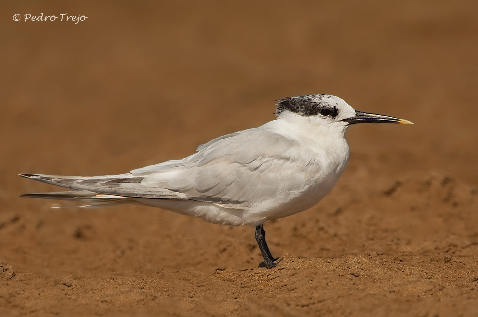 Charran patinegro (Sterna sandvicensis)